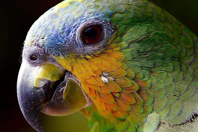 解读Facebook在不同语境中的指代意义